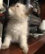 Himalayan Cats for sale in Binghamton, NY, USA. price: NA