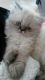 Himalayan Cats for sale in Hanover, PA 17331, USA. price: NA