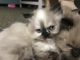 Himalayan Cats for sale in Robesonia, PA 19551, USA. price: $1,000