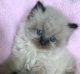 Himalayan Cats for sale in Asheville, NC, USA. price: NA