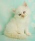 Himalayan Cats for sale in Valparaiso, IN, USA. price: NA