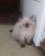 Himalayan Cats for sale in Portland, OR, USA. price: NA