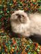 Himalayan Cats for sale in Rochester Hills, MI, USA. price: $700