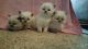 Himalayan Cats for sale in Grand Rapids, MI, USA. price: NA