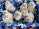 Himalayan Cats for sale in Muncy, PA 17756, USA. price: NA