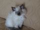 Himalayan Cats for sale in Springfield, MO, USA. price: $400