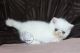 Himalayan Cats for sale in Austin, TX, USA. price: NA