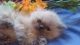Himalayan Cats for sale in Lincoln University, PA 19352, USA. price: $500