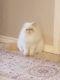 Himalayan Cats for sale in Plano, TX, USA. price: $1,200