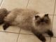 Himalayan Cats for sale in Plano, TX, USA. price: NA