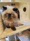 Himalayan Cats for sale in Plano, TX, USA. price: NA