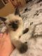 Himalayan Cats for sale in McCombs, KY 41501, USA. price: NA