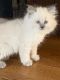Himalayan Cats for sale in McClure, PA, USA. price: $600