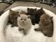 Himalayan Cats for sale in New Caney, TX 77357, USA. price: NA