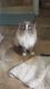 Himalayan Cats for sale in Cedar Springs, MI 49319, USA. price: $400