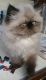 Himalayan Cats for sale in Portland, OR, USA. price: NA