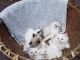 Himalayan Cats for sale in Oswego, NY 13126, USA. price: NA