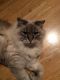 Himalayan Cats for sale in Sioux Falls, SD, USA. price: NA