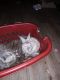 Himalayan Rabbits for sale in Rogersville, TN 37857, USA. price: $200