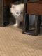 Himalayan Cats for sale in Lancaster, SC 29720, USA. price: NA