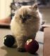 Himalayan Cats for sale in Oklahoma City, OK, USA. price: $650
