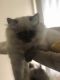 Himalayan Cats for sale in Prospect Heights, IL 60070, USA. price: $500