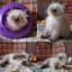 Himalayan Cats for sale in Anderson, IN, USA. price: NA
