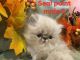 Himalayan Cats for sale in Altoona, PA, USA. price: NA