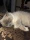 Himalayan Cats for sale in Farmington Hills, MI, USA. price: NA