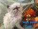 Himalayan Cats for sale in Altoona, PA, USA. price: $600