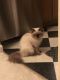 Himalayan Cats for sale in Prospect Heights, IL 60070, USA. price: $600