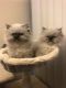 Himalayan Cats for sale in Prospect Heights, IL 60070, USA. price: $900