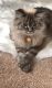 Himalayan Cats for sale in Philadelphia, PA, USA. price: $400