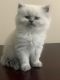 Himalayan Cats for sale in Prospect Heights, IL 60070, USA. price: $1,300