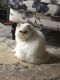 Himalayan Cats for sale in Oceanside, CA, USA. price: $1,600