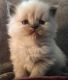 Himalayan Cats for sale in Orlando, FL, USA. price: NA