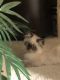 Himalayan Cats for sale in Prospect Heights, IL 60070, USA. price: $1,250