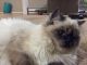 Himalayan Cats for sale in Springfield, IL, USA. price: $150
