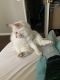 Himalayan Cats for sale in Chandler, AZ, USA. price: $55