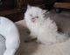 Himalayan Cats for sale in Markham, ON, Canada. price: $350