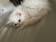 Himalayan Cats for sale in Aldie, VA 20105, USA. price: $1,500