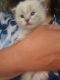 Himalayan Cats for sale in Macomb, MI 48042, USA. price: NA