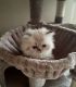 Himalayan Cats for sale in Wheeling, IL, USA. price: $1,250