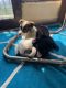 Himalayan Mastiff Puppies for sale in Knowledge Park V, Greater Noida, Uttar Pradesh, India. price: 10000 INR