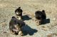 Himalayan Mastiff Puppies