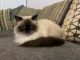 Himalayan Persian Cats for sale in Miami, FL, USA. price: $1,500