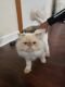 Himalayan Persian Cats for sale in Lake in the Hills, IL, USA. price: $500