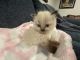 Himalayan Persian Cats for sale in Rutherford, NJ, USA. price: $1,500