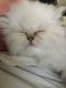 Himalayan Persian Cats for sale in Safety Harbor, FL, USA. price: $675