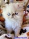 Himalayan Persian Cats for sale in Altoona, PA, USA. price: $800